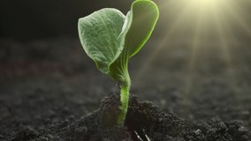 Growing plants in timelapse, Sprouts Germination newborn seeds - Powered by Shutterstock - Get 15% off with code: PIKWIZARD15