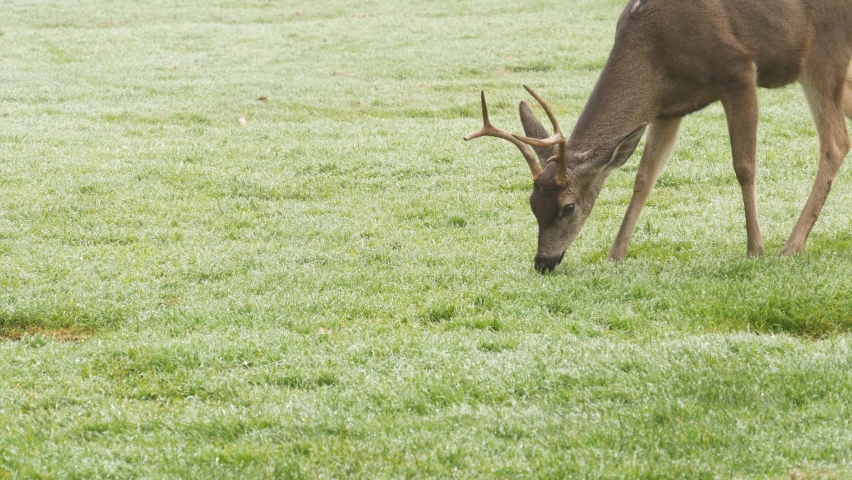 Wild male deer with antlers or horns grazing on green lawn. Fallow, red or mule deer animal on grass, buck or stag. Monterey wildlife, California nature, USA. Herbivore hoofed mammal eating or feeding Royalty-Free Stock Footage #1096153765