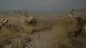 This video shows a taxidermy scene in which lions are hunting antelopes.