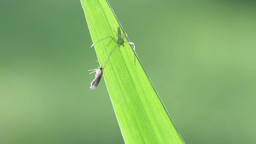 a small  spider with its prey on a leaf of grass with a beautifu back light