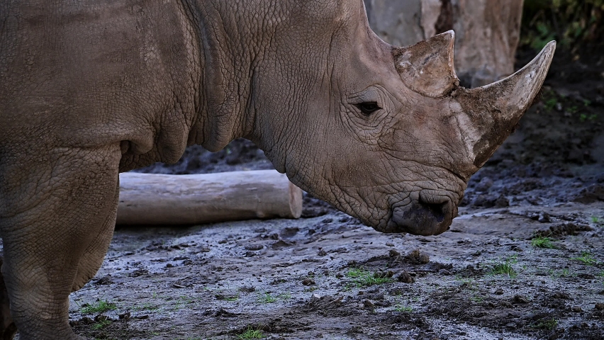 Rhinoceros rhino extreme close up portrait video in African savannah during small rain drops after summer drought. Huge Rhinoceros lying near waterhole eye blinking Royalty-Free Stock Footage #1096159347