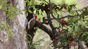 A Bennetts woodpecker inspecting a tree