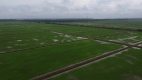 aerial footage of the paddy field farm inundated with water after the rain  