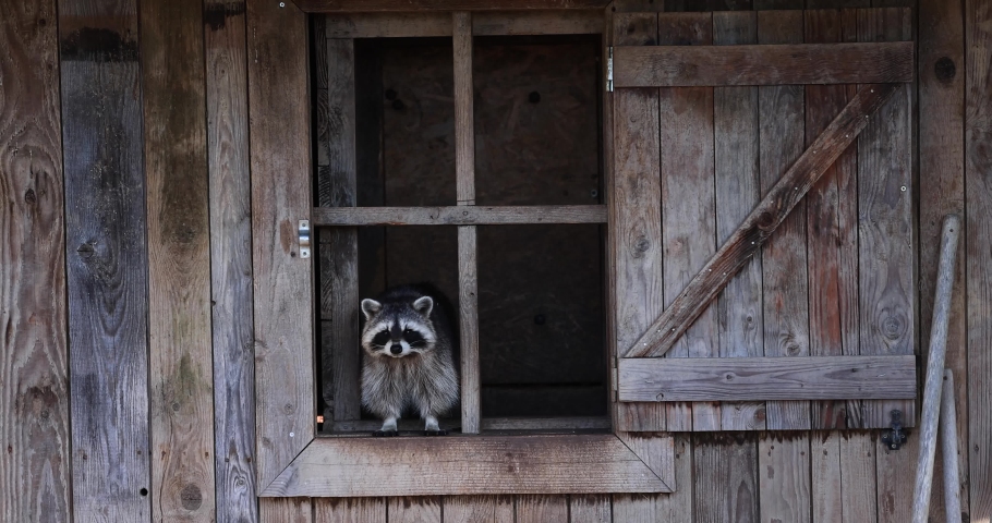 A raccoon walks through a farm