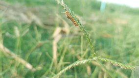 video of a small fluffy caterpillar creeping on the weeds on the side of the road, selective focus.