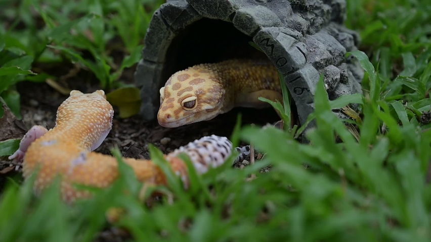 Common leopard gecko on the ground
