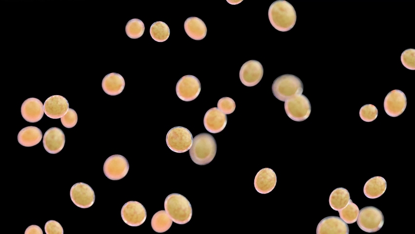 3d rendered medical animation of growing fat cells Royalty-Free Stock Footage #1096168529