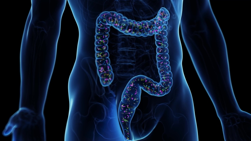 3d rendered medical animation of the intestinal microbiome Royalty-Free Stock Footage #1096169567