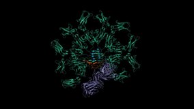 Cryo-EM structure of human IgM-Fc (green) in complex with the J chain (brown) and the ectodomain of pIgR (violet). Animated 3D cartoon and Gaussian surface models, PDB 6kxs, black background