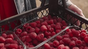 Farmer shows harvest of fresh organic raspberry in her hand, juicy raspberries in individual plastic boxes against the background of grass. 4k footage.