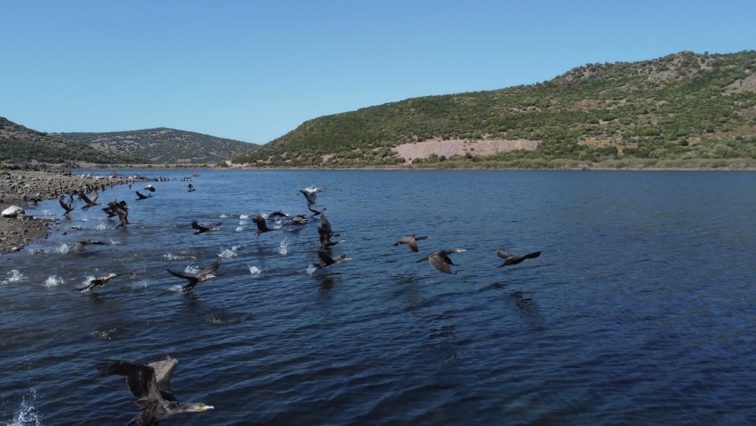 Drone footage of flying with Cormorant over the Yahsibey irrigation pond Dikili Izmir Turkey.