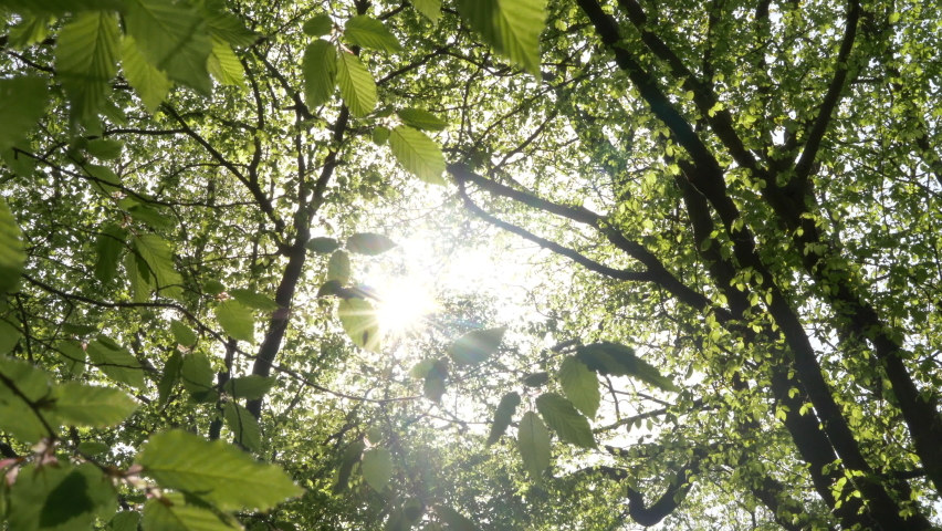 Sunshine Shining in Wood Leaves in Spring time