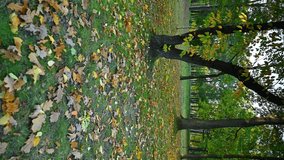 VERTICAL VIDEO, Colorful autumn leaves on green grass in a city park at sunset, on the ground leaves of small-leaved linden (Tilia cordata Mill.) and oak (Quercus robur L.)