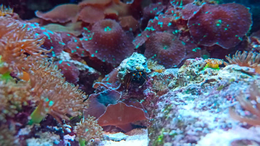 Dwarf Zebra Hermit Crab (Calcinus Laevimanus) with Blue and Orange Stripes on Legs Eating in Reef Aquarium with Underwater Life with Corals and Soft Corals