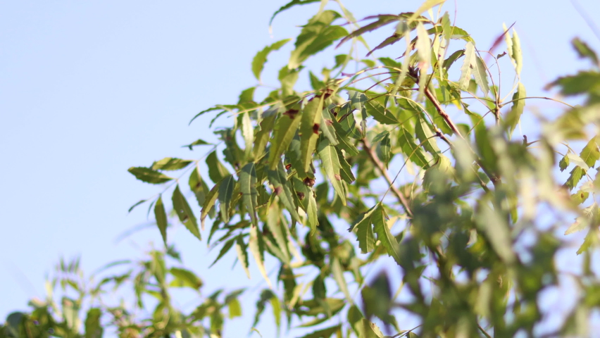 Neem leaves slightly moving with gentle breeze.other names of neem are ...