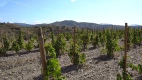 vineyard in the mountains. sunny early autumn day in Gratallops village in Priorat in Catalonia, Spain. video footage