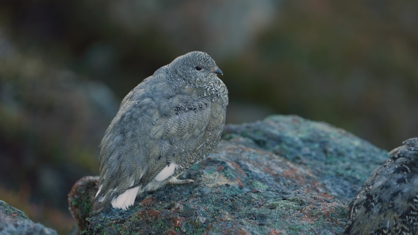 Two White-Tailed Ptarmigans in the Alpine on a Rock