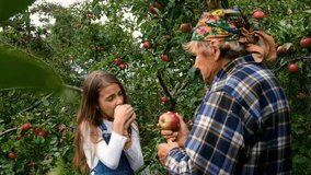 grandmother and child eat apples in the garden. Selective focus. - Powered by Shutterstock - Get 15% off with code: PIKWIZARD15