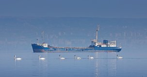 Bird family of swans swimming in sea lake near industrial ship and city, slow motion 4k video