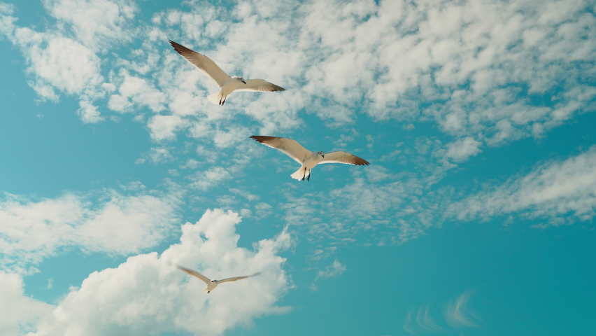 Fly seagulls to background blue sky with white clouds. Royalty-Free Stock Footage #1096187127