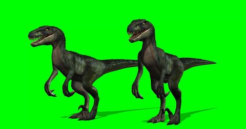 Velocirapor Dinosaurs standing and roars  - green screen 