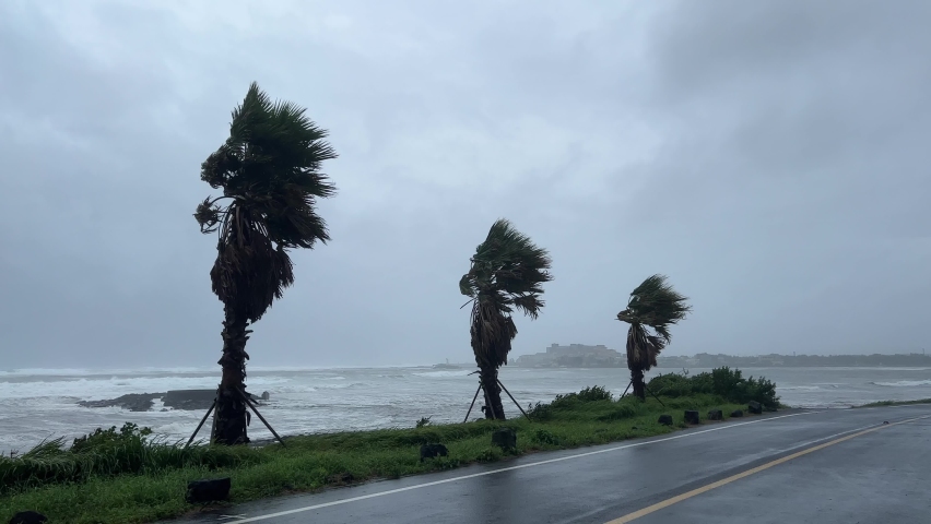 Palm trees at the coastal road. Strong wind and torrential rain hit the south east coast of Jeju, South Korea on September 5 2022 due to Typhoon Hinnamnor. Royalty-Free Stock Footage #1096195493