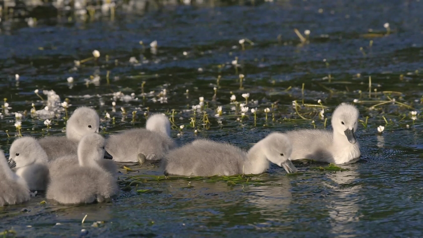 Mute Swan Chicks (Cygnus olor) swimming on a river. Alsace, France.
