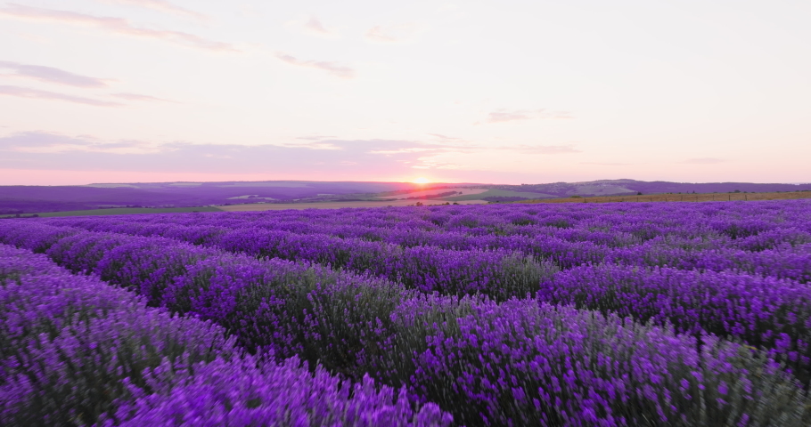 Aerial view Lavender blooming flowers bright purple field drone flying back with blue sky sunset. Smooth rows of lavender plants. Last rays of sun. Lens flare. Lavender Oil Production. Aromatherapy Royalty-Free Stock Footage #1096205147