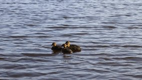 Wild ducklings swim in the clear water of a forest lake. High quality video recording in FHD.