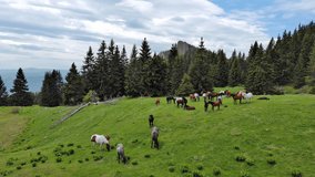 Herd of wild hungry variegated horses that eat fresh spring grass, drink clear water and graze in meadow with tall fir trees against backdrop of rocky mountains and cloudy sky. UHD 4K video realtime