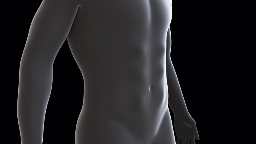 This 3d animation shows the anatomical position of the abdominal muscles Royalty-Free Stock Footage #1096211667
