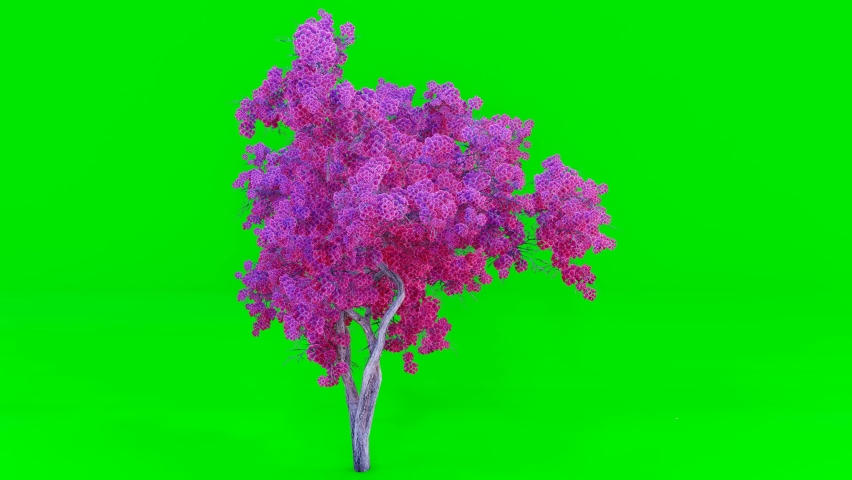 Big tree sakura green screen Chromakey. Alfa, studio.Tree isolated with luma mask. Vfx element. 3D Animation. 4K Video. Royalty-Free Stock Footage #1096214919