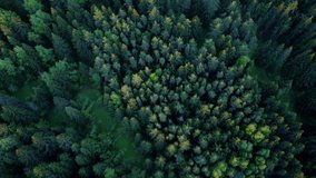 Video of a drone flying over a coniferous forest. Zero carbon footprint. Light planets.