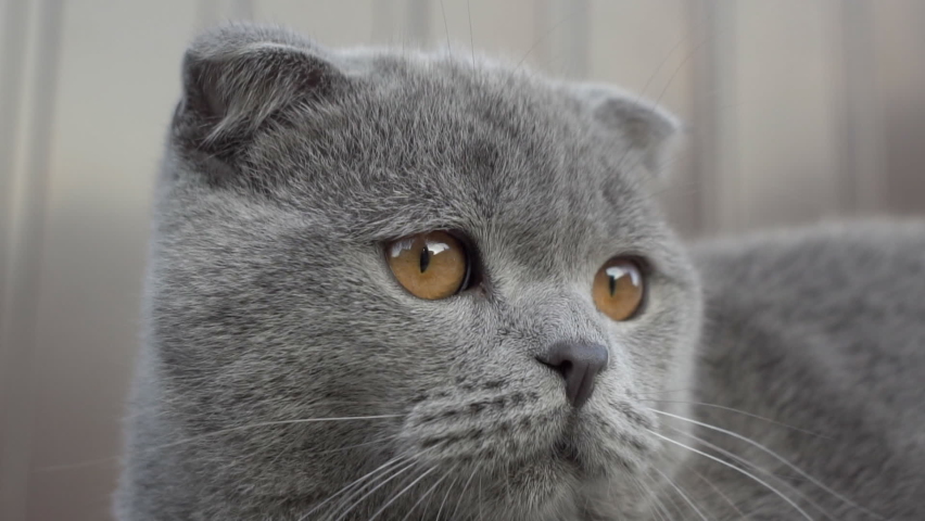 Portrait Of A Beautiful Youg Scottish Tabby Cat
