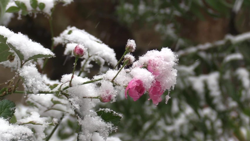 Snow Flower v РєР»РёРї