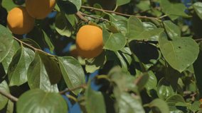 Close up of persimmon fruits growing on persimmon tree in Georgia. Tasty sweet food ready for harvesting. 4k video