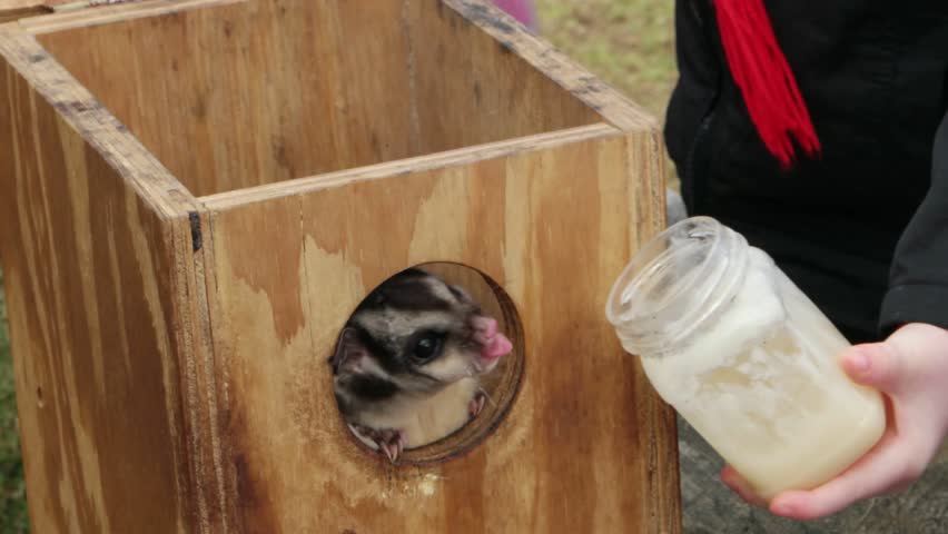 sugar glider honey