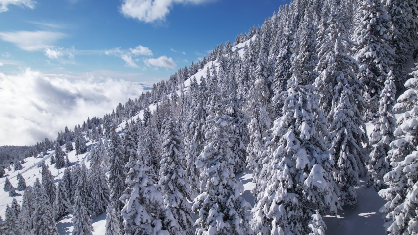 AERIAL: Spruce trees stretching along mountainside covered with fresh powder snow. Glorious winter day in alpine landscape after a freshly fallen blanket of snow. Winter wonderland at high altitude. Royalty-Free Stock Footage #1096232667