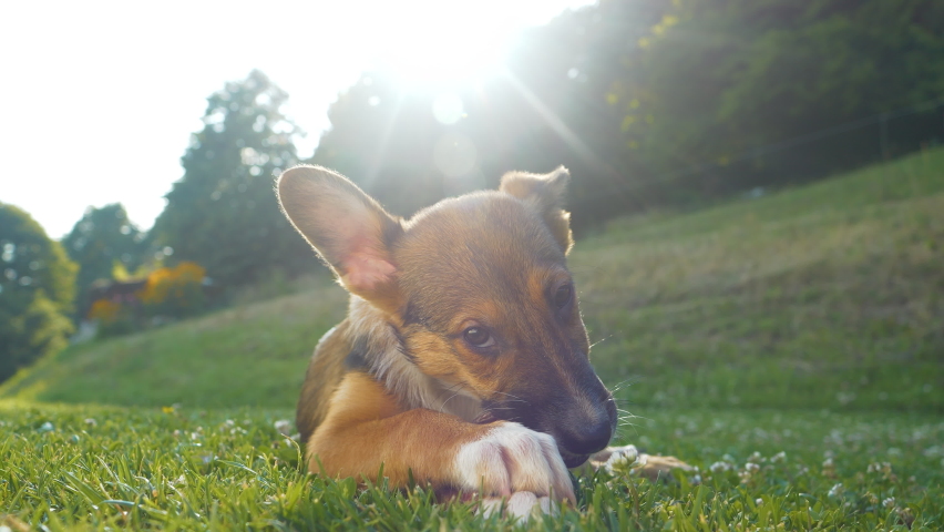 CLOSE UP: Cute dog with big ears is enjoying chewing his meaty treat in garden. Adorable mixed breed dog is lying down on green grass and enjoying with his snack. Sunlit young dog is busy chewing. Royalty-Free Stock Footage #1096232683