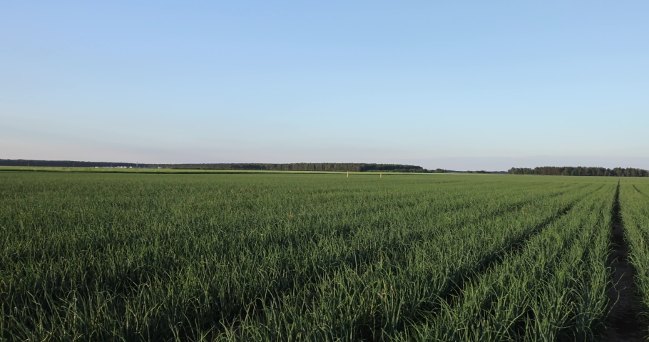 Green ripe onions in the field, ripe green onions ready for harvest
