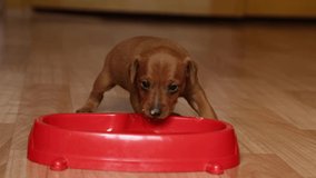A small puppy eats puppy food from a red bowl for the first time. Touching video.