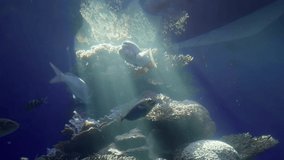 fish swim in the dark blue sea water of a large aquarium. different sea fish swim. UHD video high quality 