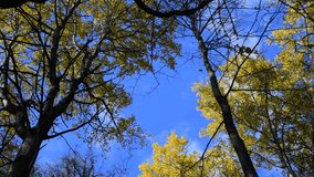 Low angle view of top of trees with yellow leaves  in autumn forest against blue sky. Rotating footage. Real time video. Beauty in nature theme.