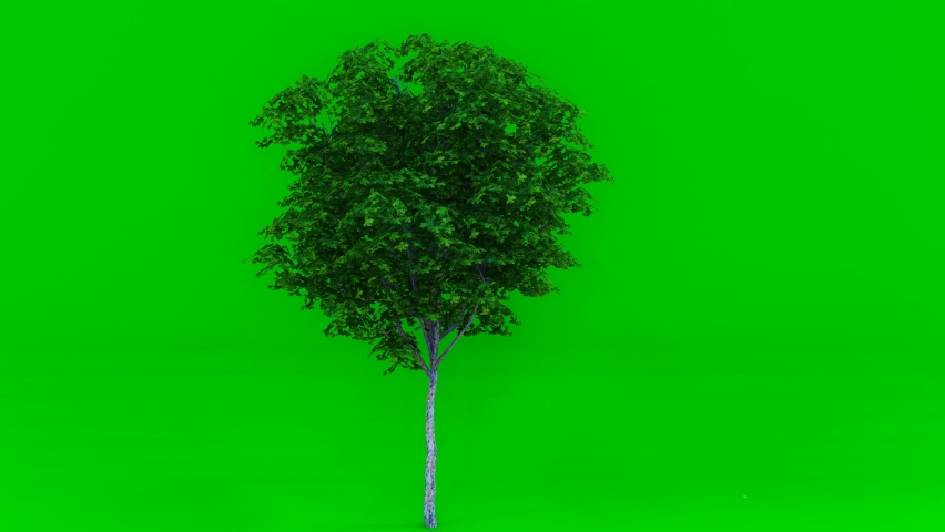 Big tree green screen Chromakey. Alfa, studio.Tree isolated with luma mask. Vfx element. 3D Animation. 4K Video. Royalty-Free Stock Footage #1096251217