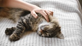 Cat Playing with Hand. Caressing baby cat while he is sleeping. Human Host stroking kitten with his hand on a white blanket. Little kitty is played, funny video. Pet friendship concept. Close Up.