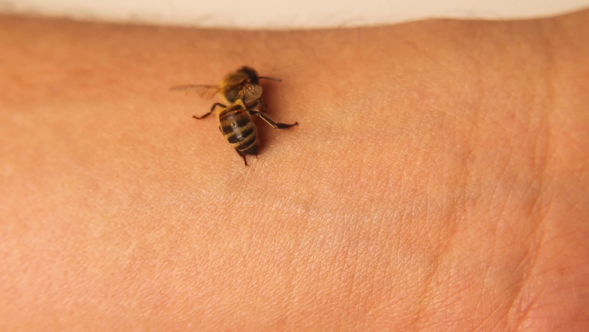 Honey bee stings a man's arm.
When the sting, the honeybee leaves the venom sac.
Note: It's still injecting the venom on its own (venom sac).
Bees, insects, bugs.
Allergy to insect stings, Honeybees Royalty-Free Stock Footage #1096255007