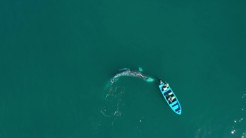 Two whales mating near boat in Guerrero negro bay. Whale watching tour in Baja California, Mexico. Bird eye view of whales in blue sea. Whale fountain Royalty-Free Stock Footage #1096255147