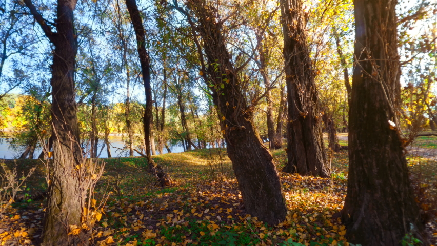 Timelapse of a beautiful autumn landscape, sunset in the forest, bright sunlight and long shadows, yellow leaves and trees
 | Shutterstock HD Video #1096257557