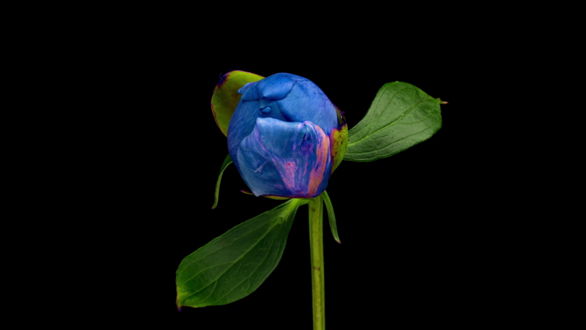 Timelapse of spectacular beautiful blue peony flower blooming on black background, close-up Royalty-Free Stock Footage #1096263687