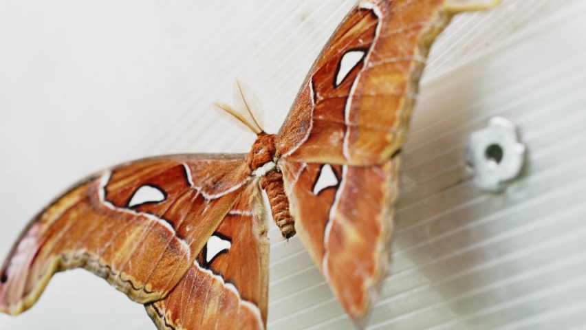 Close Up Shot Of Big Attacus Atlas Butterfly, Known As Atlas Moth Resting On Solid